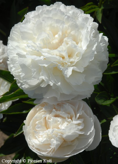 Paeonia lactiflora 'Mother's Choice', kiinanpioni